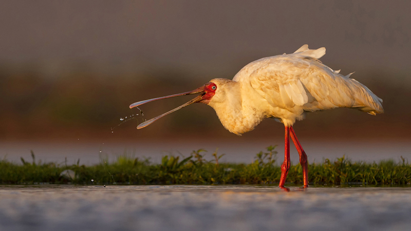 Spoonbill - Howard Gillitt