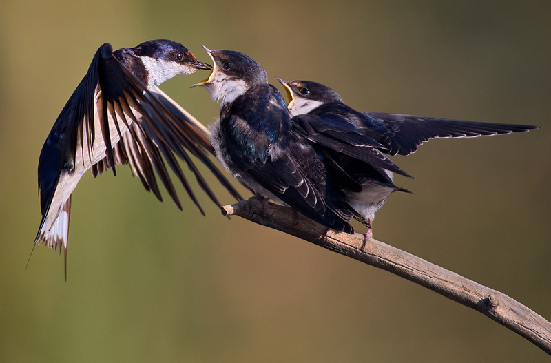Swallow Feeding1 - Francois Roux