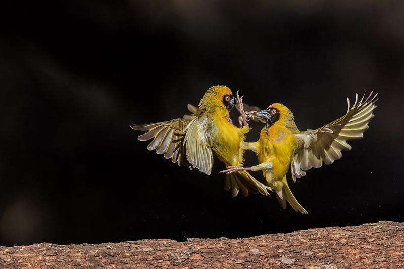 Weaver air fight - Willem Kruger
