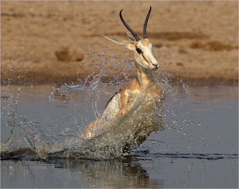 Heigel Silver - Nature Colour -Startled springbok - Annette Ligthelm - AFO