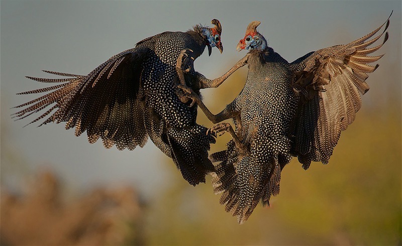 PSSA Silver - Nature Colour -Guineafowl Duel - Reiner Burk