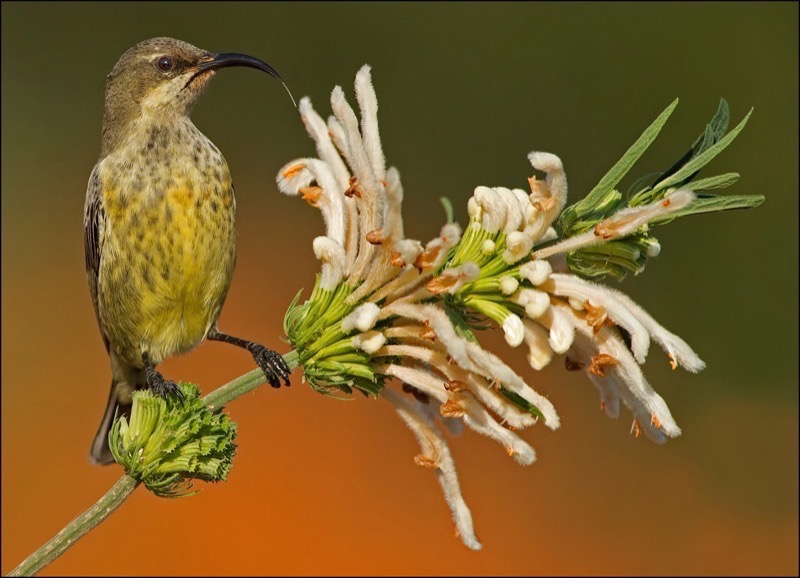 AFO club medal Birds Van der Merwe Theo Sunbird with wild dagga Springs