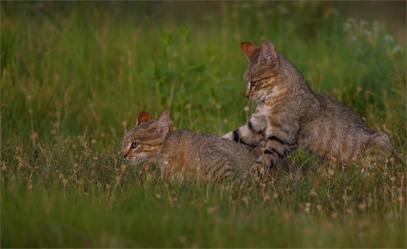 AFO club medal Wildlife Myburg Gonnie Vaalboskat en sy Maat NPC