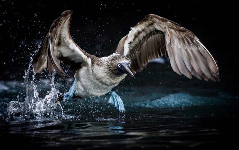 PSSA silver medal Birds Van Wyk Johan Booby takeoff Tygerberg