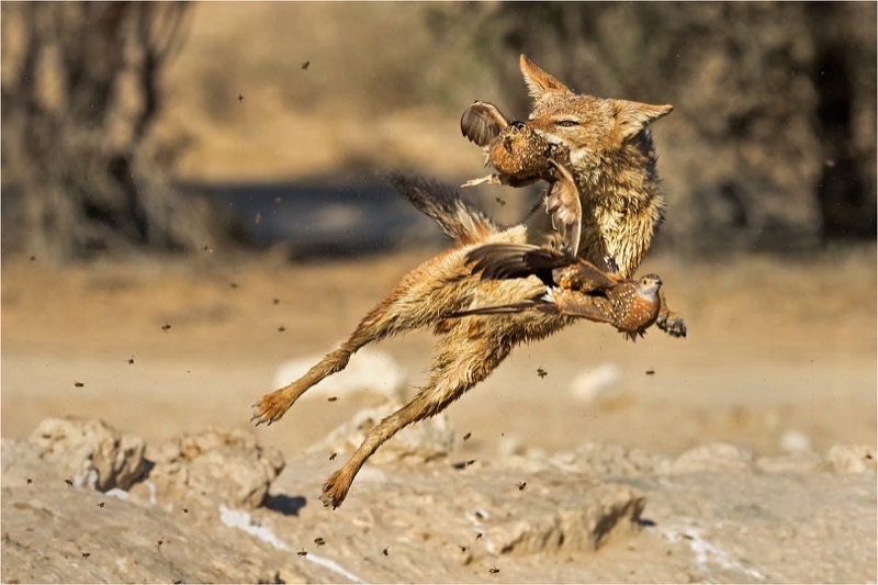 PSSA silver medal Wildlife Erasmus Alma Jakkals Sprong Bloemfontein