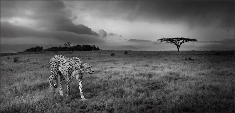 Brandpunt Silver - Open Monochrome - Desolated and free in the wild - Bruna Mentrup-Nortje - SSCC