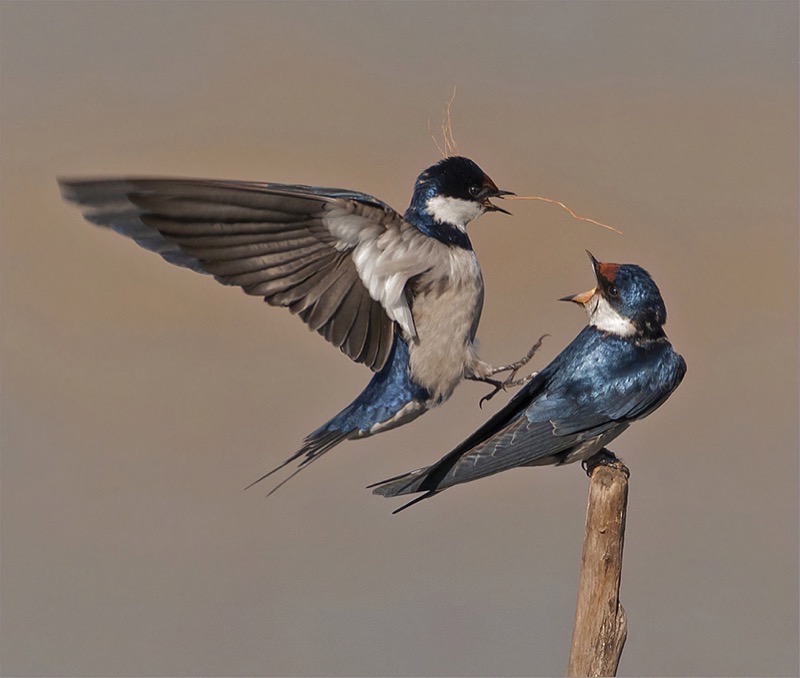 Brandpunt Silver - Wild Birds - Home delivery - Dino Bottega - Edenvale