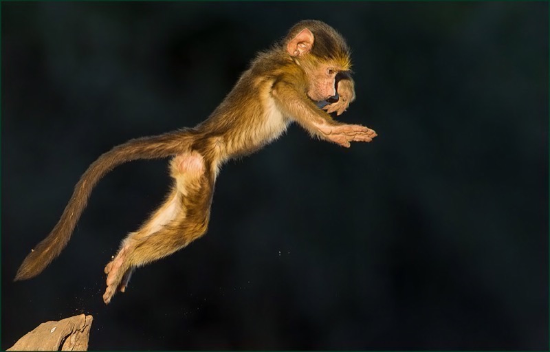 Brandpunt Silver - Wildlife - Eerste Poging - Wouter Serfontein - Laeveld