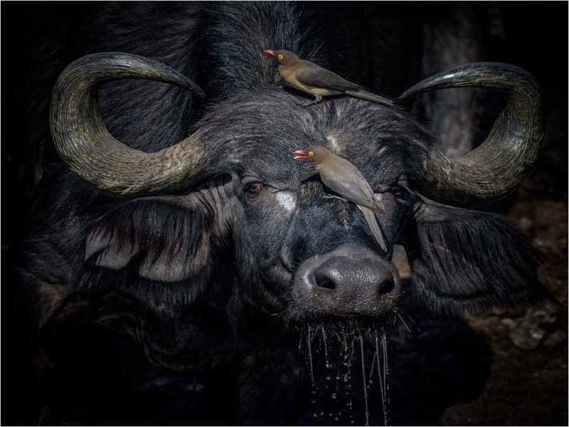 Brandpunt Silver - Wildlife Big 5 - Buddies - Johan Greyling - AFO