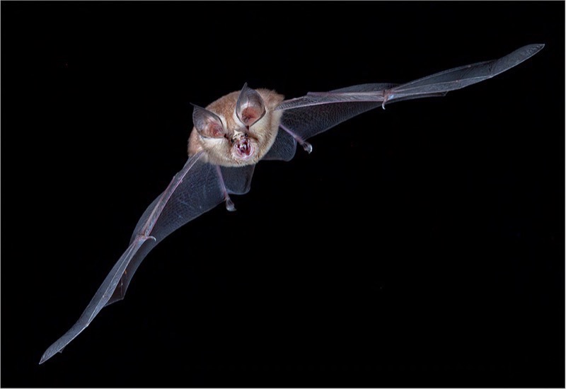 PSSA Silver Medal - Wildlife - incoming bat - Kobie Rautenbach - AFO