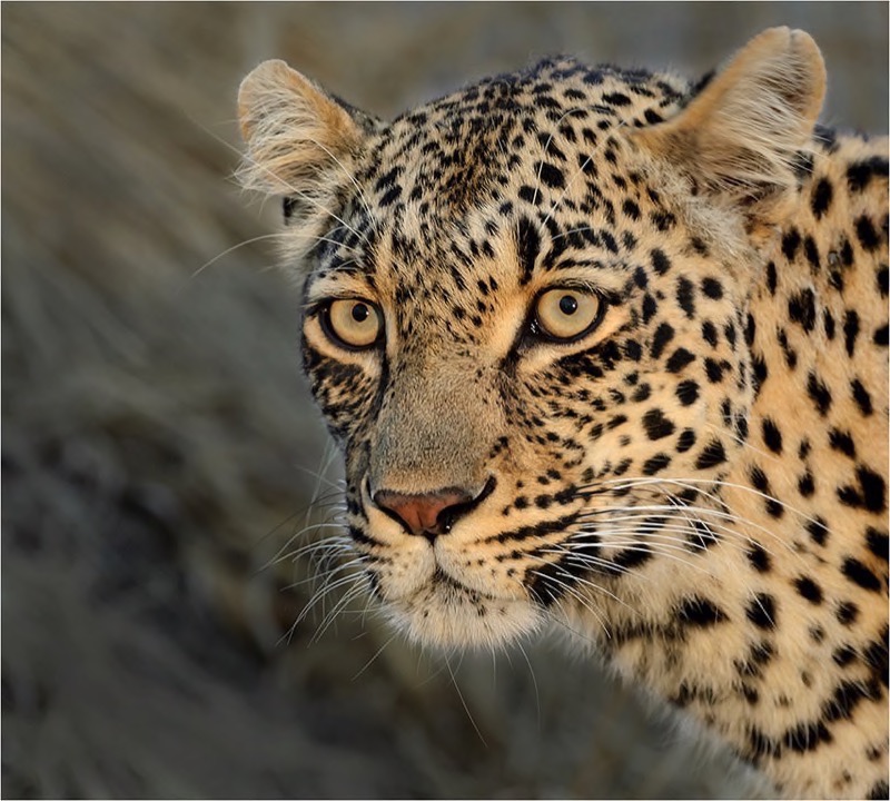 PSSA Silver Medal - Wildlife Big 5 - Staring leopard 0105 - Willie Labuschagne - MFFC