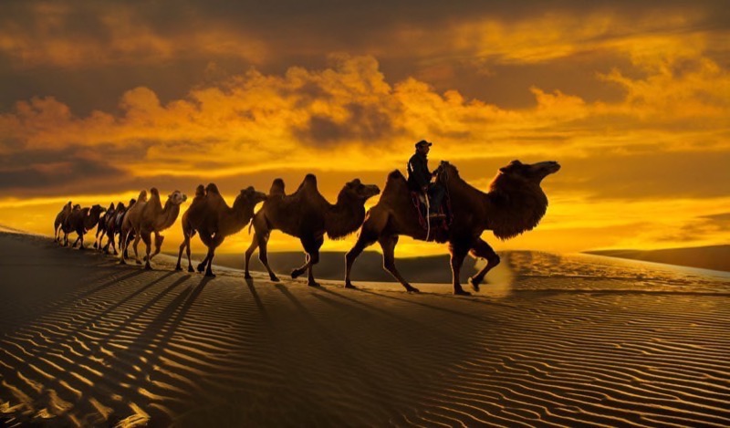 FIAP Gold-Open Colour-Camel team in desert-Peigen Zhao-China
