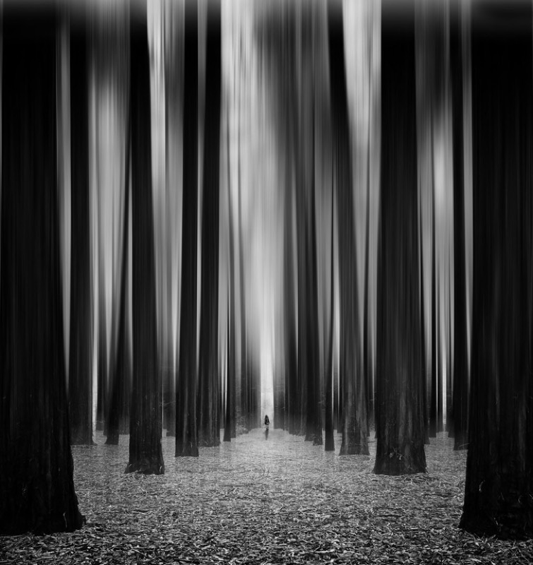 FIAP Gold-Open Monochrome-Redwood Forest-Peter Hammer-Australia