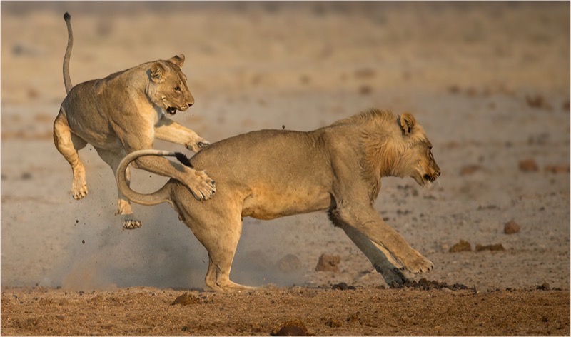 PSA Gold-Nature-Playful attack-Annette  Ligthelm-AFO-SA