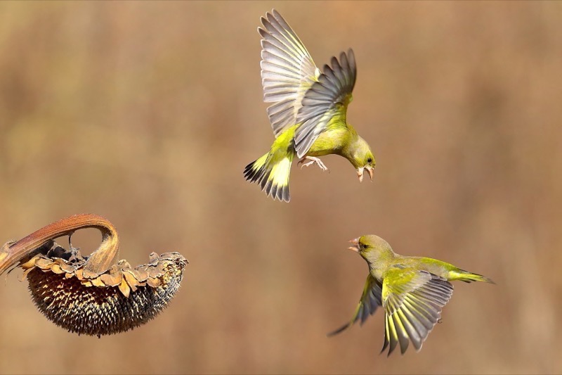 PSA Gold-Wild Birds-discussion between greenfinches-5-GIOVANNI FABBRI-Italy