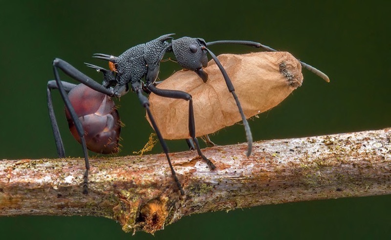 PSSA Gold-Nature best panel-Ant Works 1-Marcus Kam-Malaysia