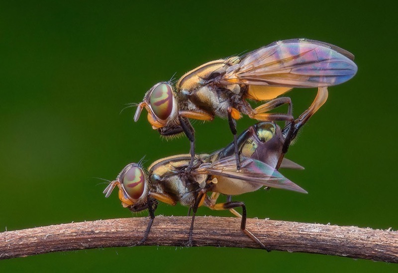PSSA Gold-Nature best panel-Flies Mating 3-Marcus Kam-Malaysia