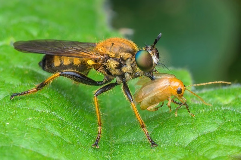 PSSA Gold-Nature best panel-Predator with prey 1-Marcus Kam-Malaysia
