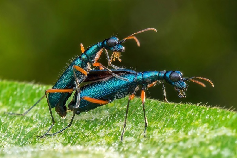 PSSA Gold-Nature best panel-Tiger Beetles Mating 4-Marcus Kam-Malaysia
