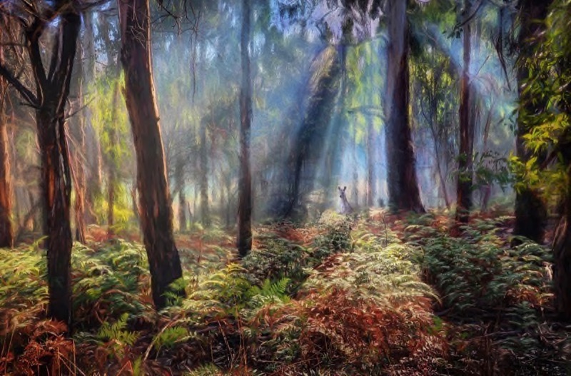 PSSA Gold-Scapes best panel-Morning in the Forest-Peter Hammer-Australia
