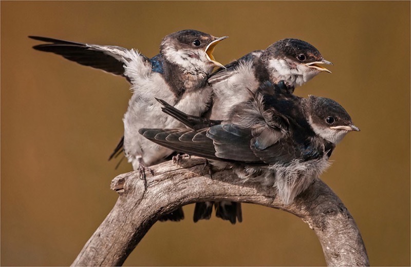 PSSA Gold-Wild Birds best panel-Move Over-Dino Bottega-Edenvale-SA