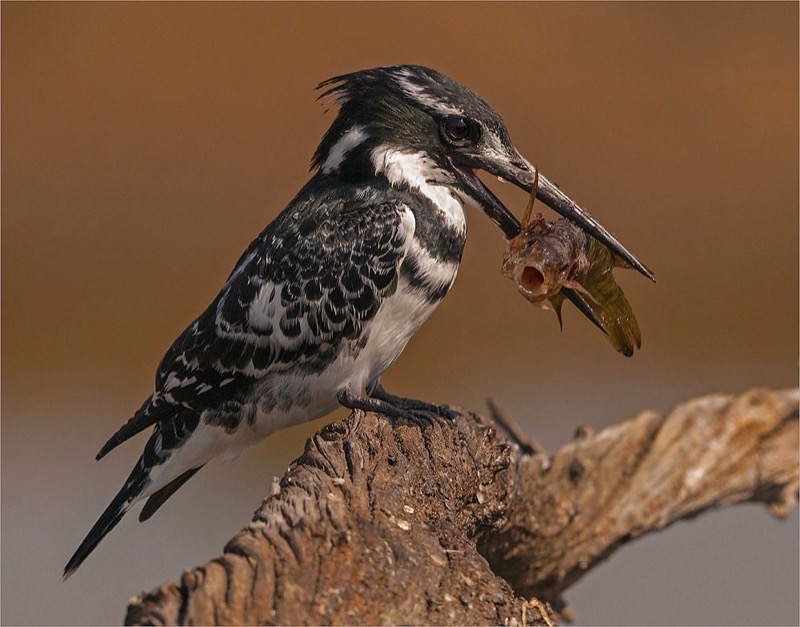 PSSA Gold-Wild Birds best panel-No way out-Dino Bottega-Edenvale-SA