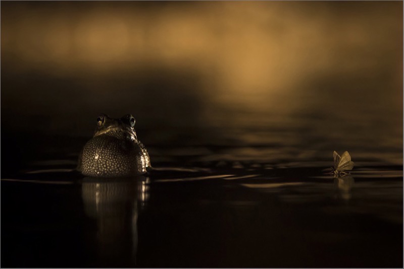 RPS Gold   TAFKLUB Silver-Nature-Predator and prey-Dewald Tromp-Midlens-SA