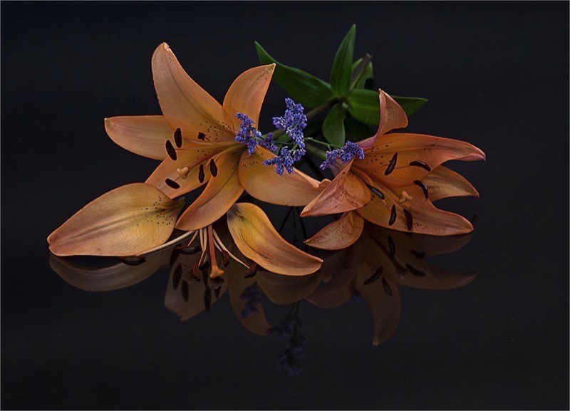 RPS Gold-Open Colour-Colourful-Lourens Durand-Edenvale-SA