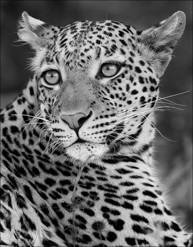 RPS Gold-Open Monochrome-Nikita 2-Rosa van Schalkwyk-Ermelo-SA