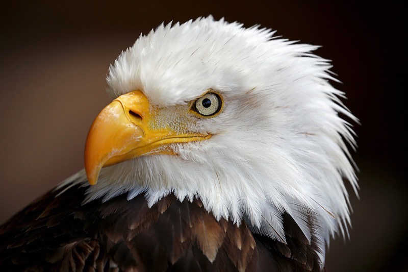 RPS Gold-Wild Birds-American eagle-Albert Peer-Austria