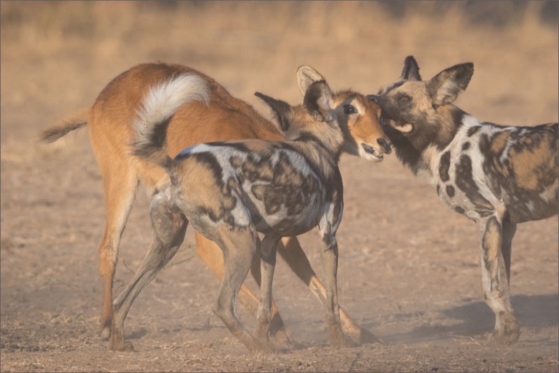 TAFKLUB Bronze-Nature-Caught-Christo Giliomee-Tafelberg-SA