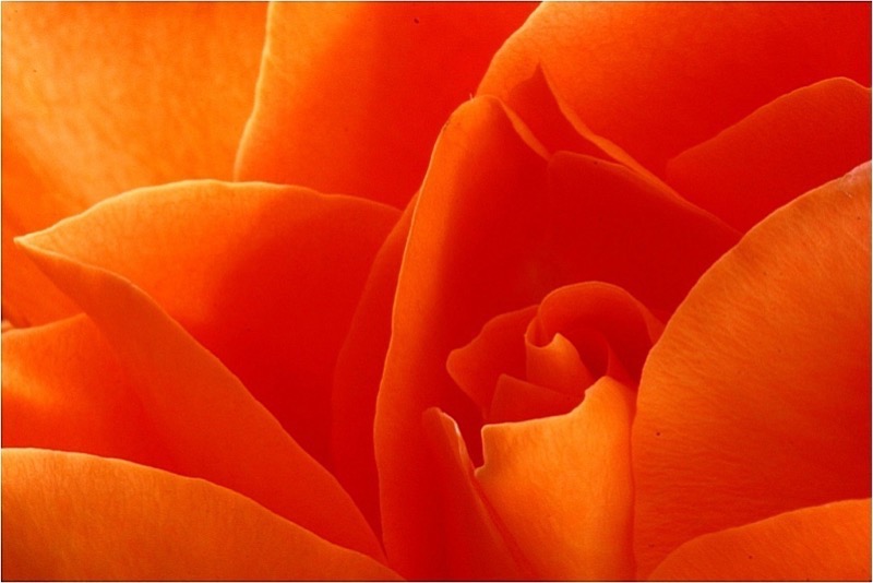 TAFKLUB Bronze-Open Colour-Dreamy Rose-Judy Visagie-Tafelberg-SA