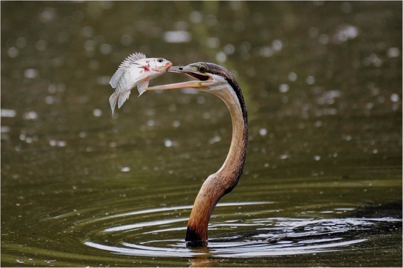 TAFKLUB Bronze-Wild Birds-Eye to Eye-Kobie Stapelberg-Tafelberg-SA