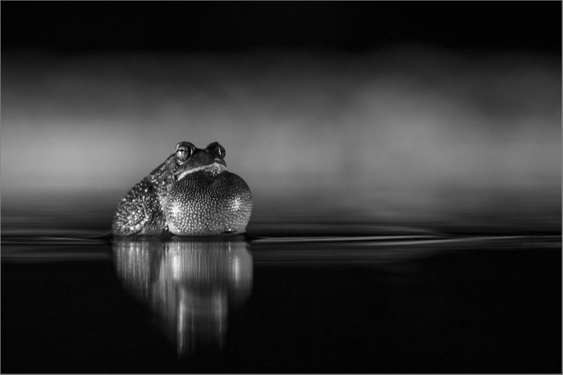 TAFKLUB Silver-Open Monochrome-African Bullfrog-Dewald Tromp-Midlens-SA