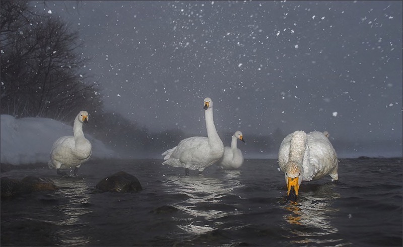 TAFKLUB Silver-Wild Birds-Snow Fuss-Bruna Mentrup-Nortje-SSCC-SA