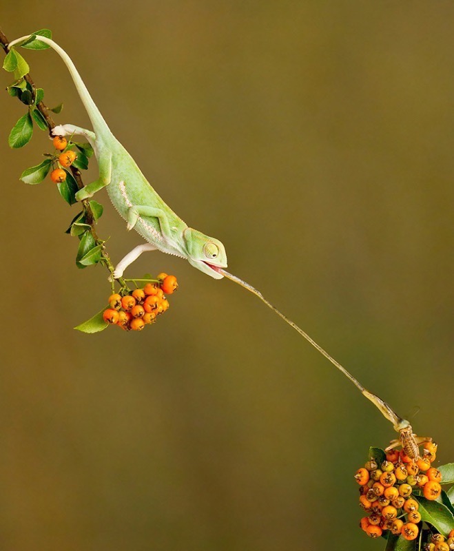 NATURE COLOUR FIAP PI C TRAD APA Gold - Francois  Loubser - on orange flowers - Magalies Foto Fun Club - South Africa