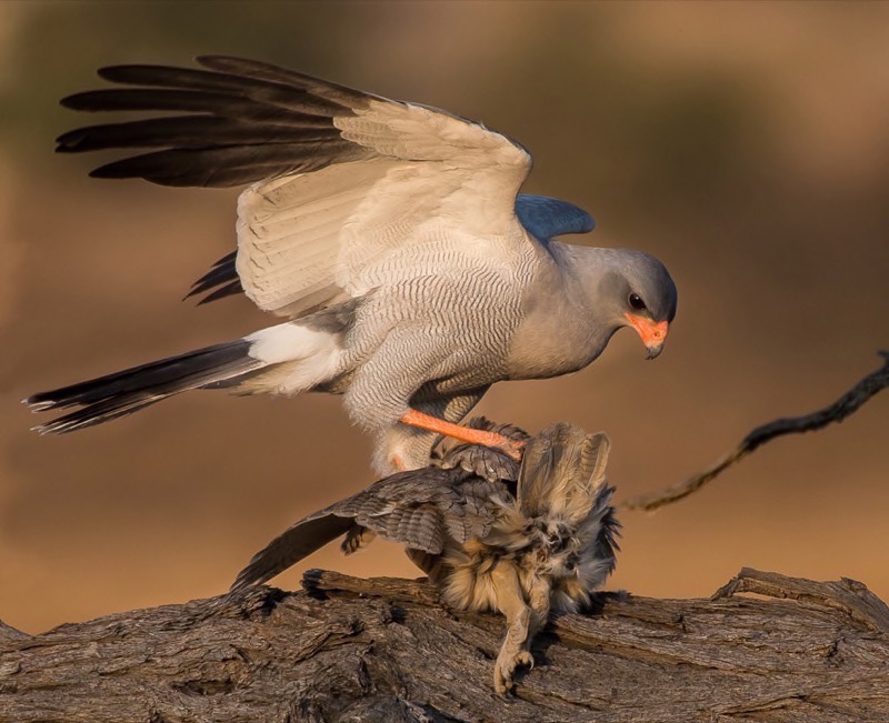 NATURE COLOUR FIAP PI C TRAD APA Silver - William Dalgleish - Goshawk with Owlet - Knysna Photographic Society - South Africa