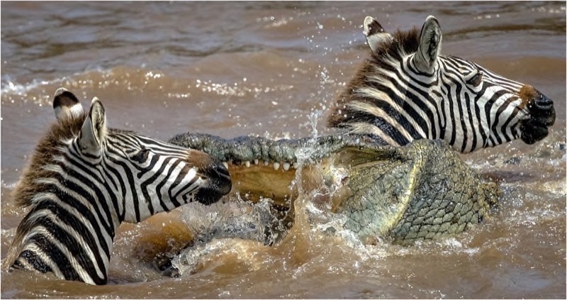 NATURE COLOUR FIAP PI C TRAD FIAP Gold-TaniaCHOLWICH-Deadly Mara River Crossing 4-AFO Photography Club - South Africa