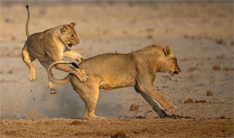 NATURE COLOUR FIAP PI C TRAD GPU Gold - Annette  Ligthelm - Playful attack - AFO Photography Club - South Africa