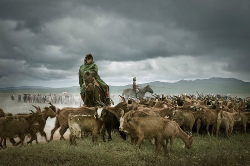 OPEN COLOUR FIAP PI C APA Gold - Weiguo Hu - Herding back -  International - China