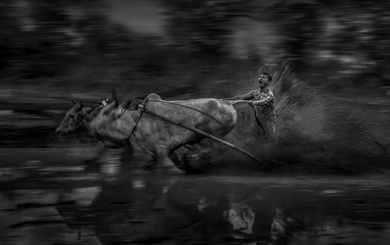 OPEN MONOCHROME FIAP PI M APA Silver - Minglei Nong - The man with running bull 2 -  International - China
