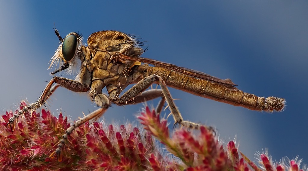 Beachcombers Silver Macro or Close up Robber Derek Gravett Scottburgh