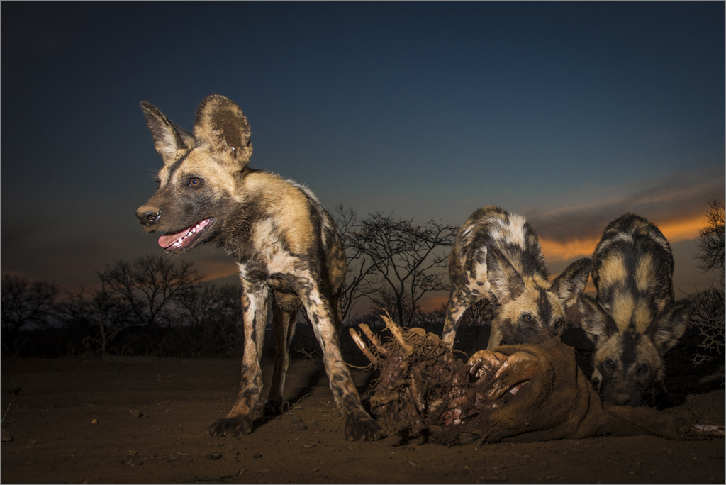 PSSA Silver Medal Wildlife Colour Wilde Woefies Dewald Tromp Midlens