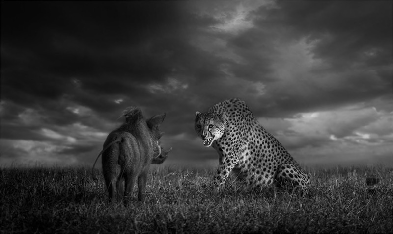 WRPC Silver Medal - Monochrome Open - African Stand Off - Dereck du Preez - Southern Suburbs