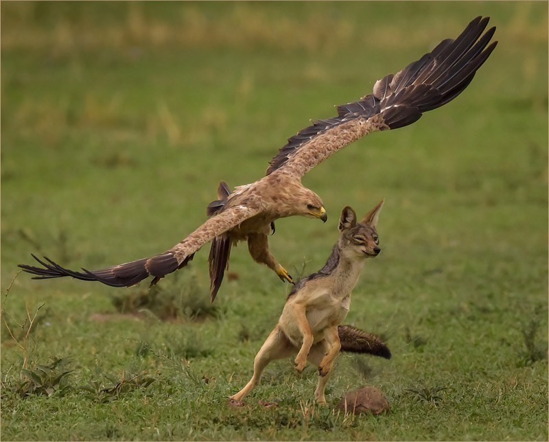 FIAP Gold - Nature - Eagle and the Fox - Jan Jacobs - Vanderbijlpark