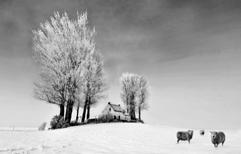 FIAP Gold - Open Monochrome PDI - Drie schapen - Daniel Lybaert - Netherlands