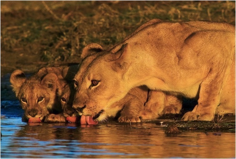PECC Silver - Nature - Lioness babes drink - John Read - PECC