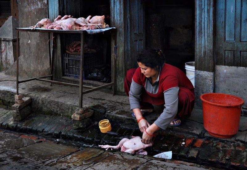 PSA Gold - Photo Travel - Best Environmental Portrait -Woman with Chickens - Peter Hammer - Australia