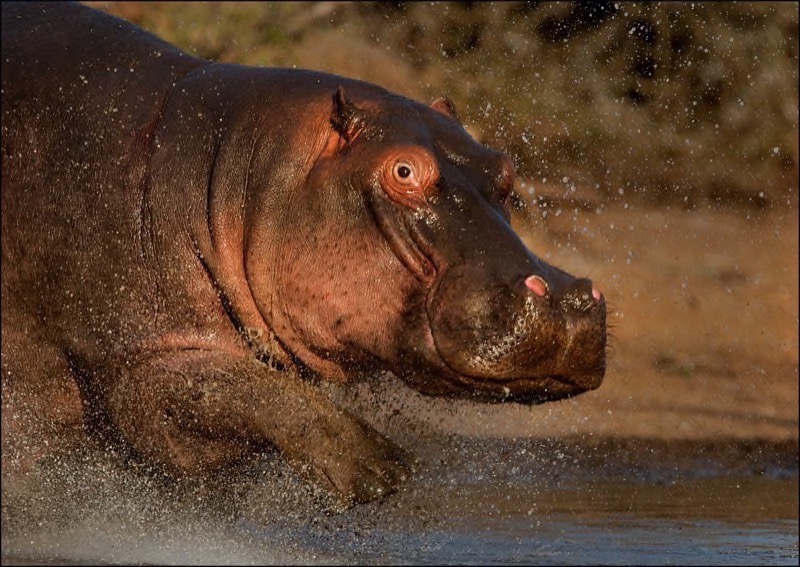 PSSA Bronze - Nature - Angry Hippo - Theo van der Merwe - Springs