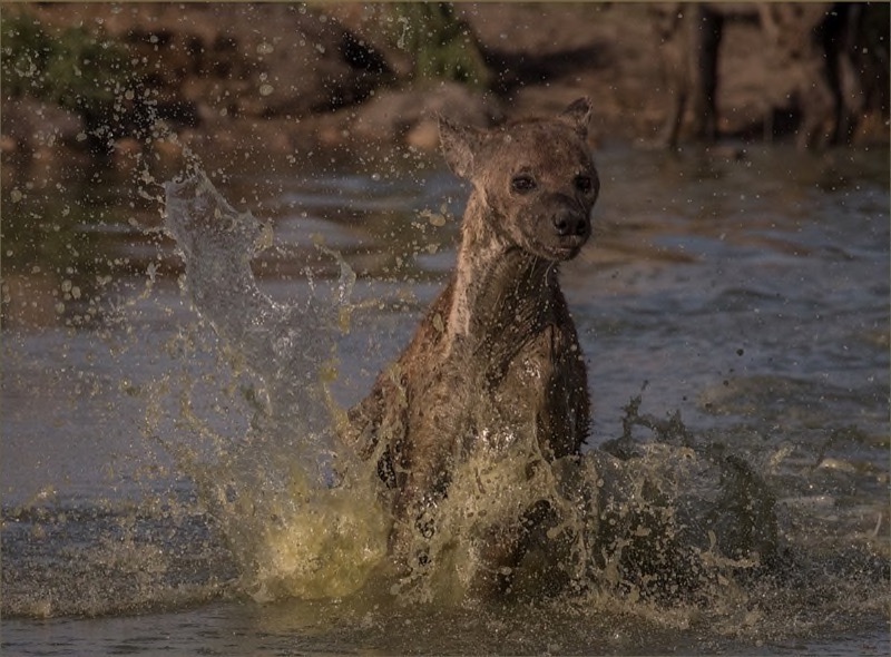 PSSA Gold - Best Panel Nature - Hyena Splash -Jan Jacobs - Vanderbijlpark